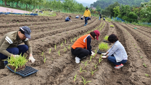 지난 26일 경기도 동두천시 농가를 방문한 NH농협카드 직원들이 들깨 및 옥수수 모종 심기 작업을 진행하고 있다.