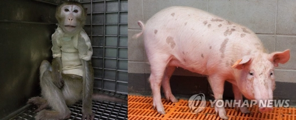 국내에서 이식용 돼지 믿음이(오른쪽)의 심장과 각막을 이식받은 뒤 51일째 건강하게 살아있는 필리핀원숭이(왼쪽) [출처=연합]