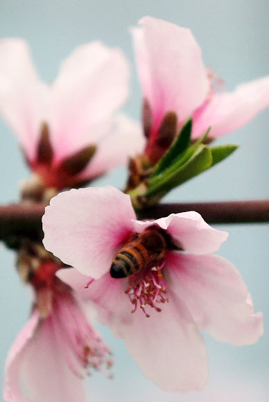 이미 지난 2016년 10월부터 미국에서 멸종 위기종으로 지정된 꿀벌 [사진 = 연합뉴스]
