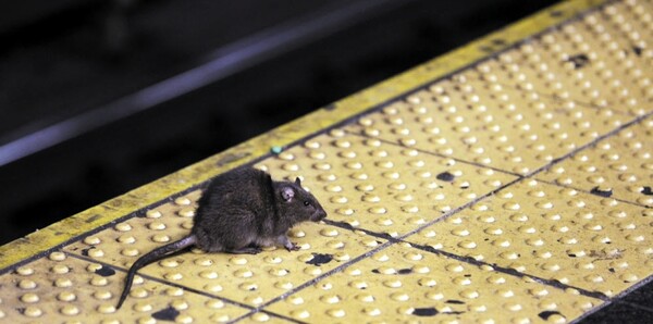뉴욕 타임스퀘어역 승강장에 나타난 쥐 [사진 = 연합뉴스]