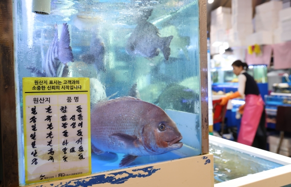 일본 후쿠시마 원전 오염수 방류 계획으로 국내 수산물 소비가 위축되는 가운데 10일 오후 서울 동작구 노량진수산시장의 한 점포에 일본산 물고기가 헤엄치고 있다. [출처=연합]