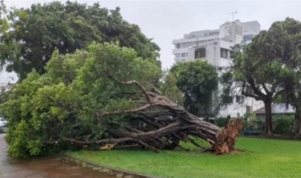오키나와 강타한 태풍 '카눈'에 쓰러진 나무(나하[일본] AFP=연합뉴스)