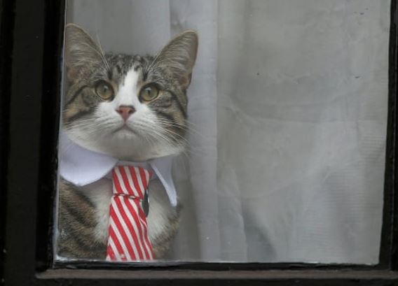 줄리안 어산지가 런던 에콰도르 대사관에서 키우는 고양이. [가디언 캡쳐]