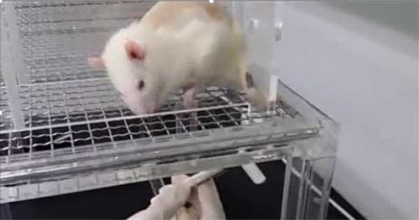 신경병증성 모델(SNI)에서 통증이 유발된 실험용 쥐에게 자극을 줬을 때 움추려드는 모습. [사진=코오롱생명과학 제공]