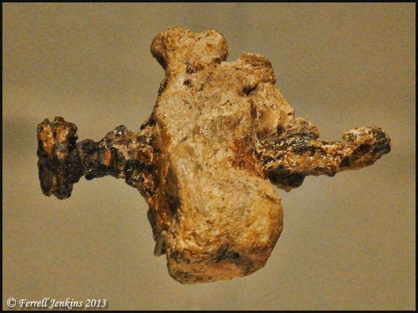 1. 1세기에 십자가에 처형된 저호하난의 발꿈치뼈. 발꿈치에 박힌 못이 그대로 남아 있어서 그의 최후가 얼마나 처참했는지를 보여주고 있다. (사진 출처 : Ferrell Jenkins)