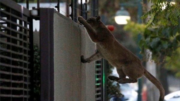 산티아고에서 아파트 단지로 뛰어오르는 야생 퓨마 모습이 카메라에 잡혔다. [BBC]