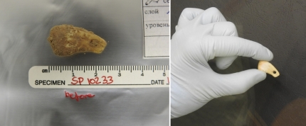 데니소바 동굴에서 발견된 사슴이빨 펜던트 DNA 추출 전후 사진 [독일 막스 플랑크 진화인류학 연구소 제공]