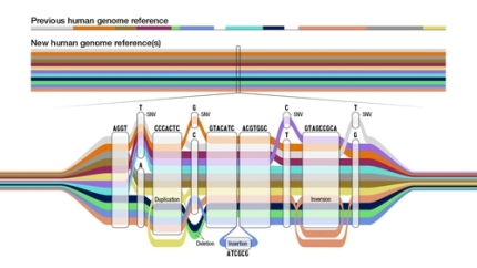 '인간 범유전체 참조 지도' 초안 완성완성된 '인간 범유전체 참조 지도'(human pangenome reference) 초안 [Darryl Leja, National Human Genome Research Institute, NIH 제공]